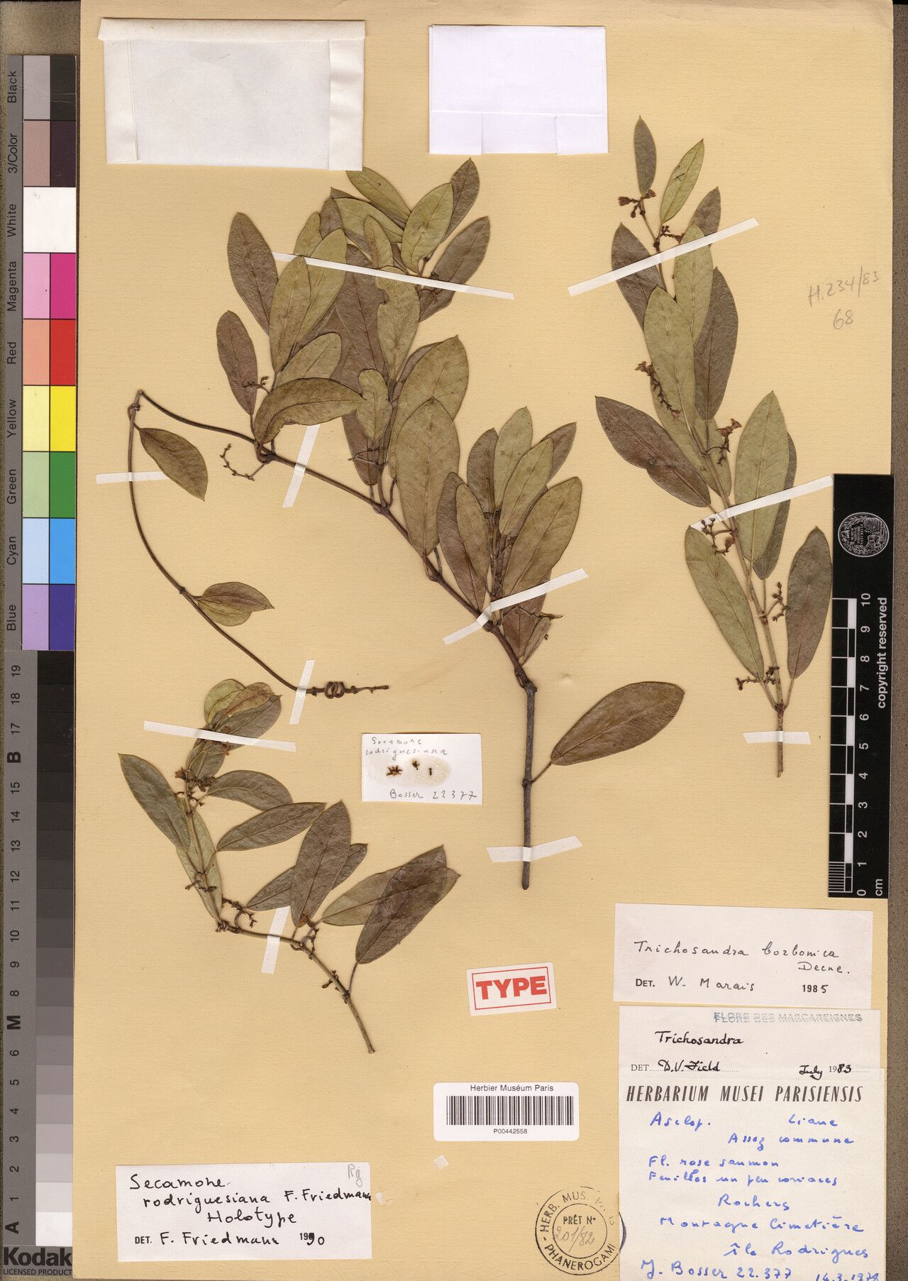 Secamone rodriguesiana — houseplant care guide