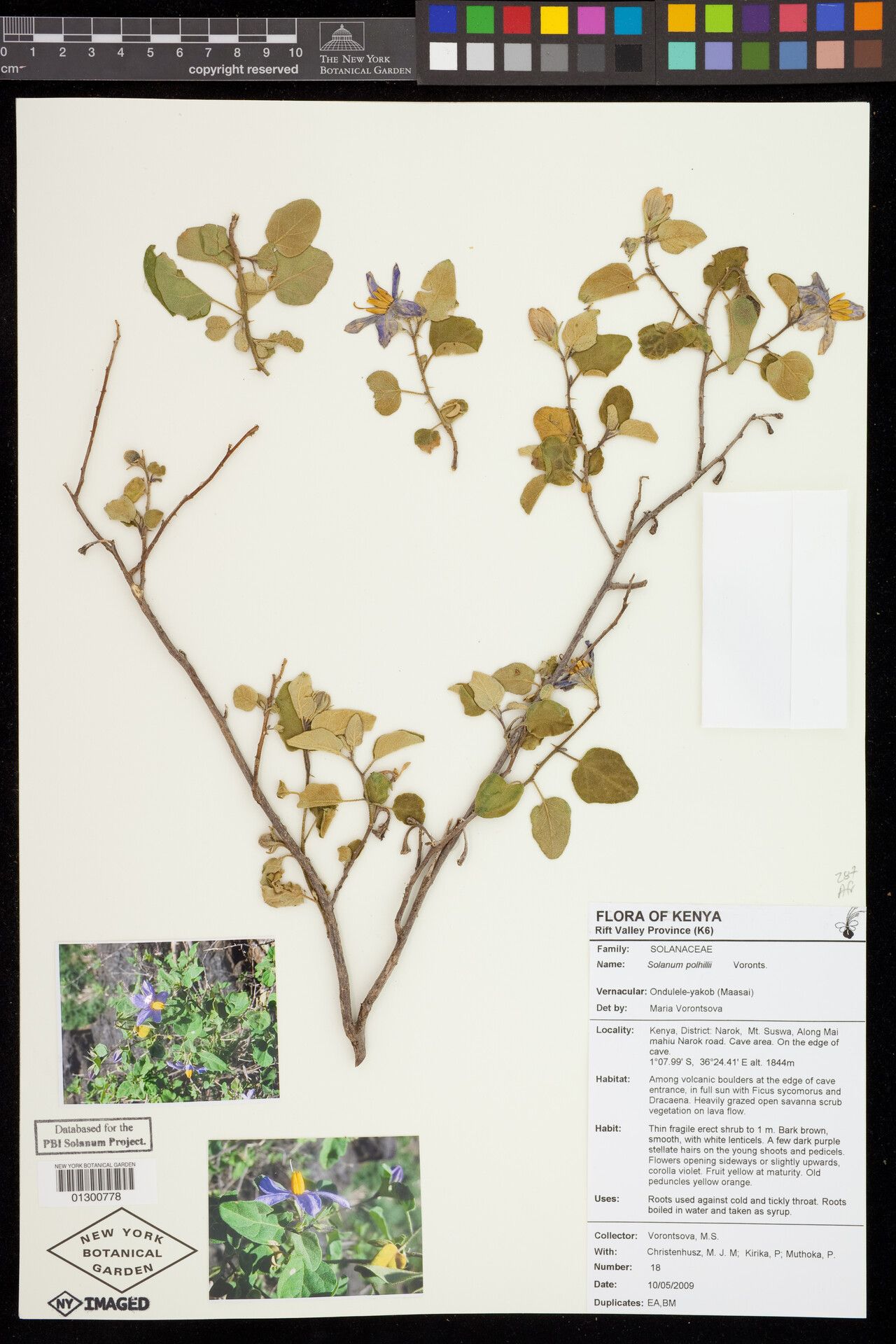 Solanum polhillii — houseplant care guide