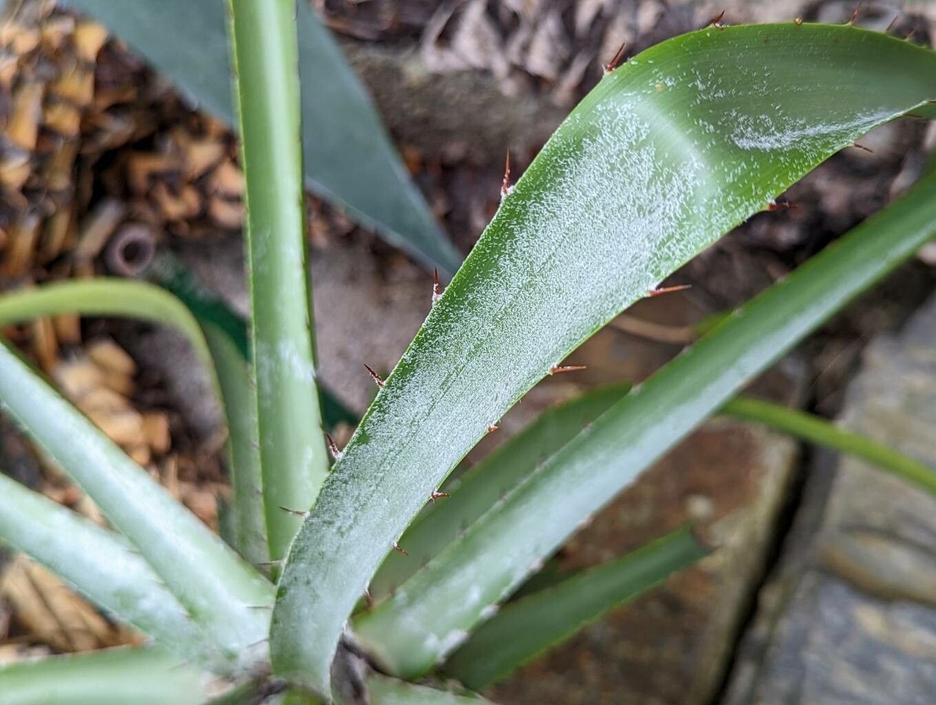 Puya parviflora leaf