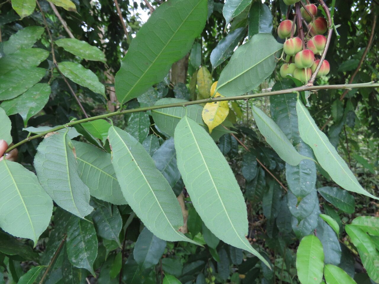 Mabea occidentalis — houseplant care guide