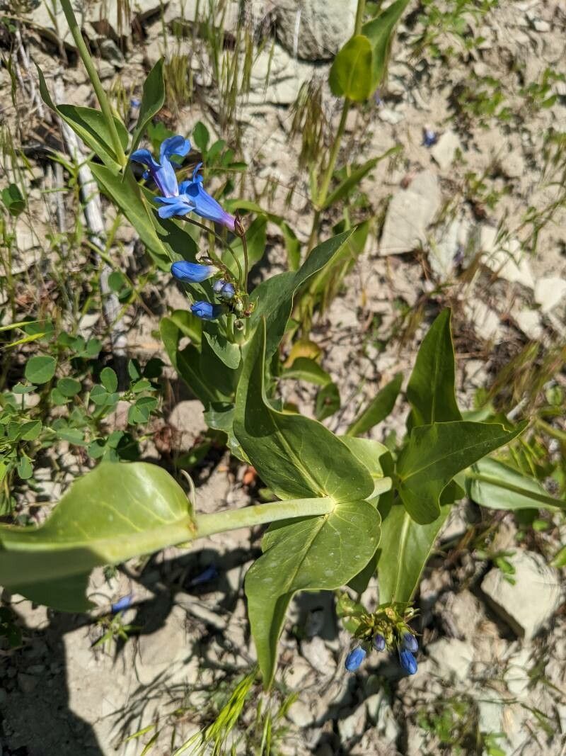 Penstemon cyananthus leaf