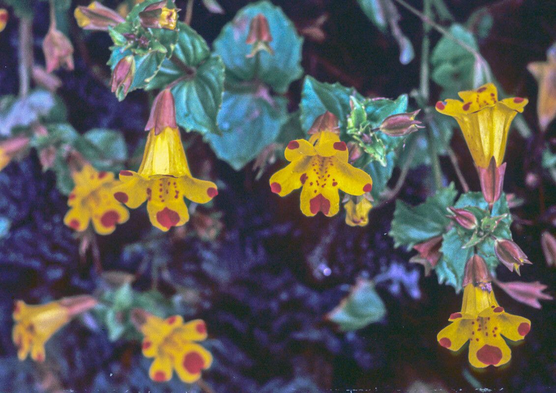 Erythranthe × robertsii — houseplant care guide