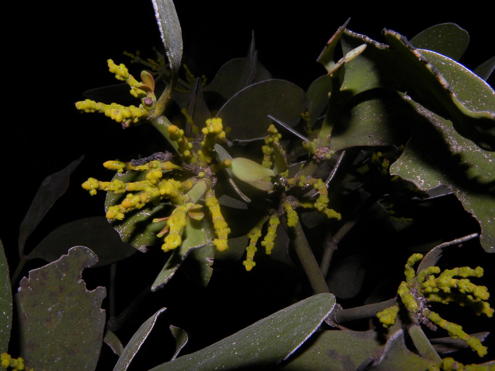 Phoradendron robustissimum habit