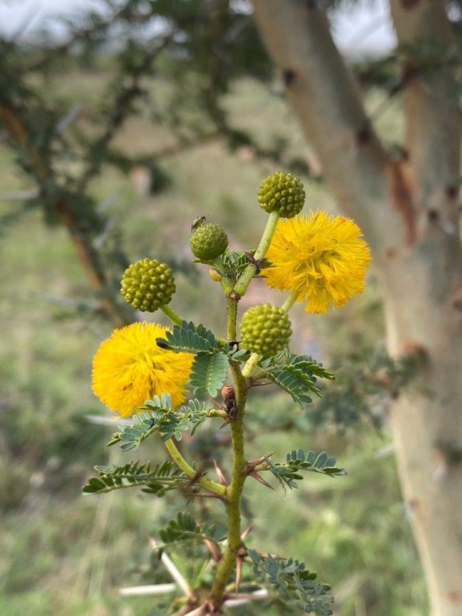 Acacia seyal flower