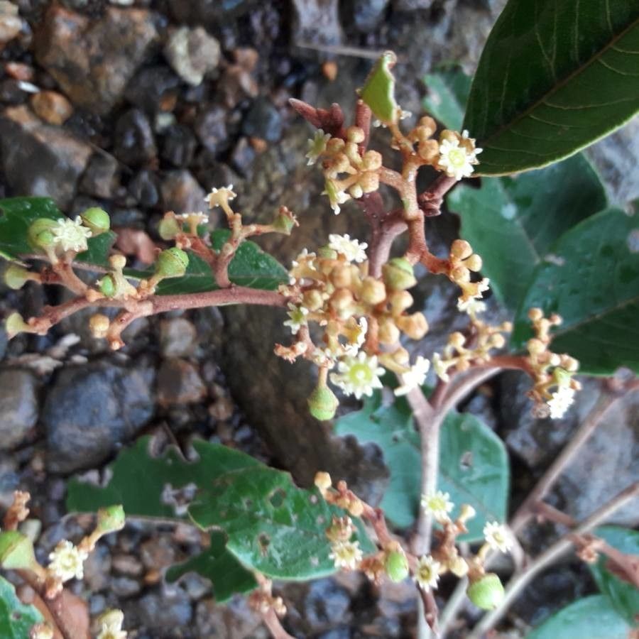 Alphitonia neocaledonica flower