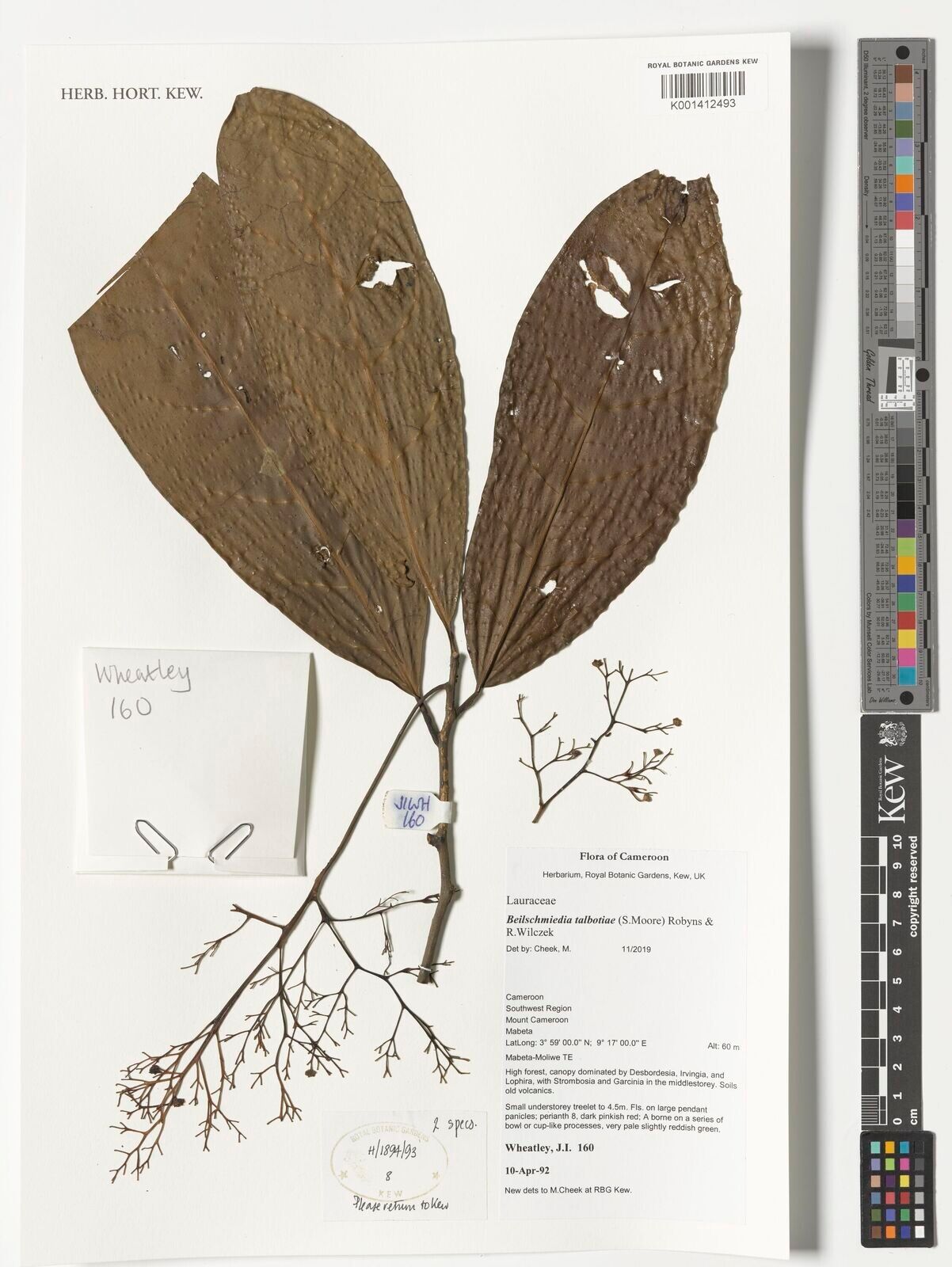 Beilschmiedia talbotiae — houseplant care guide