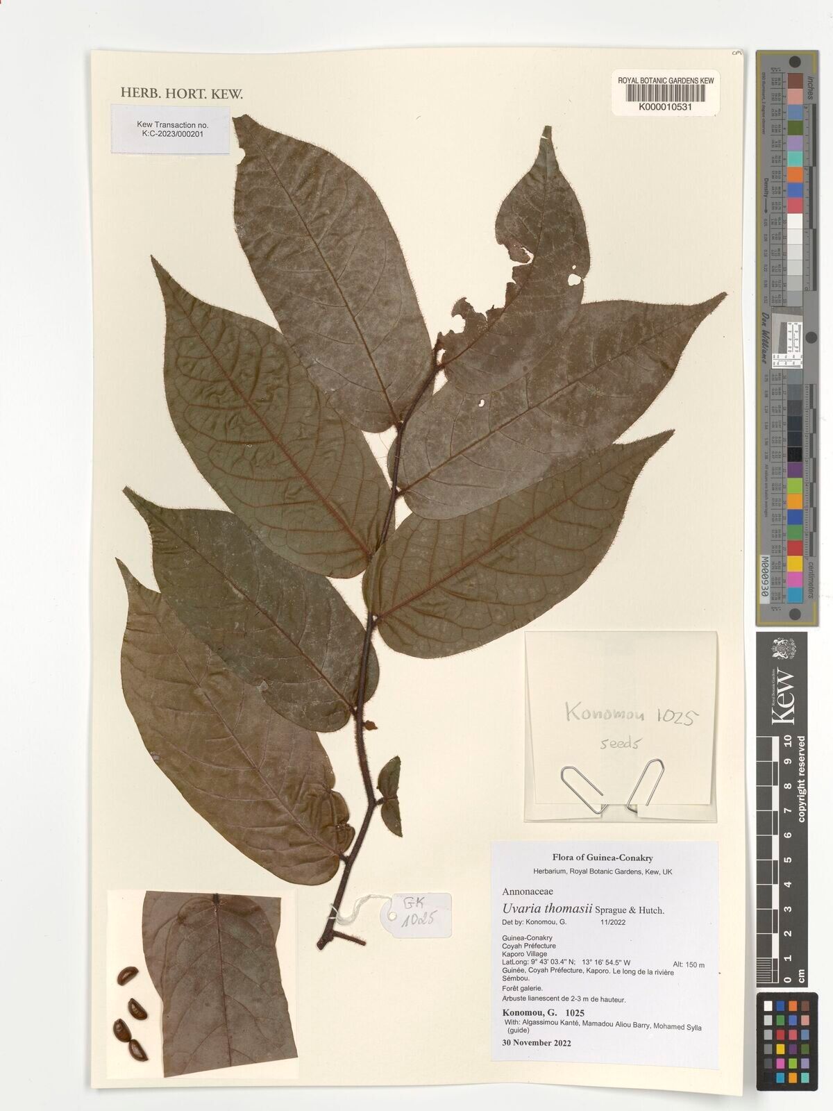 Uvaria thomasii — houseplant care guide