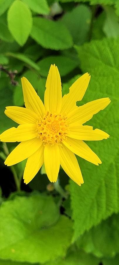 Arnica cordifolia flower