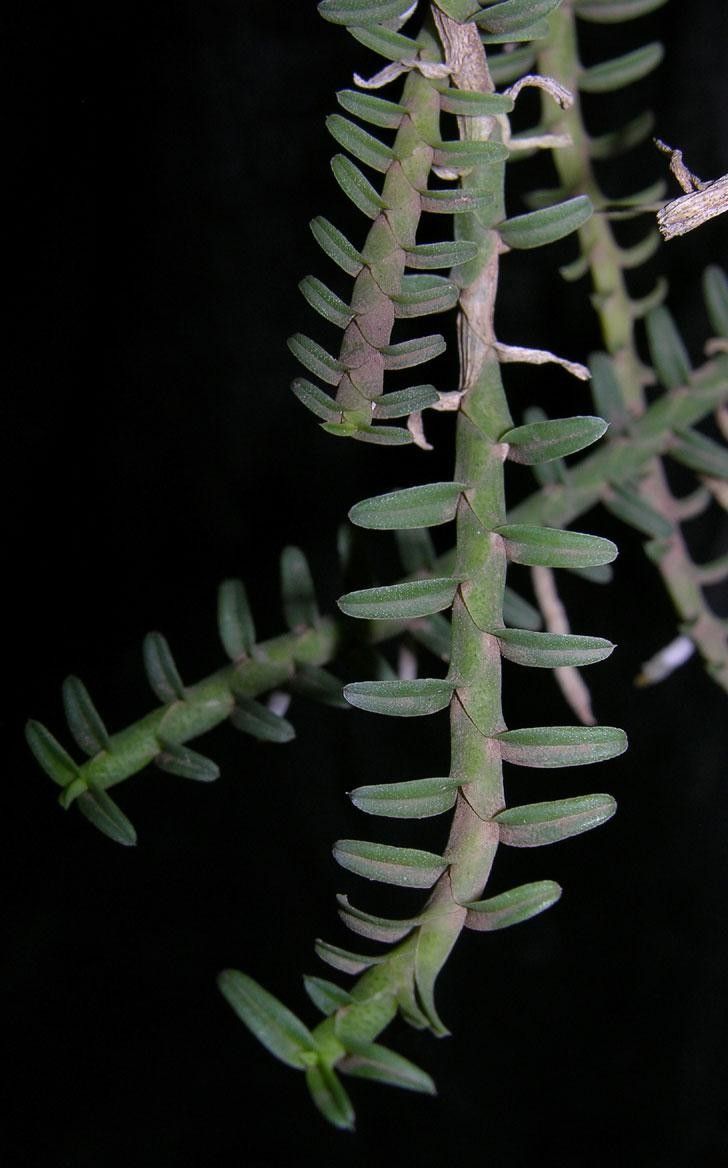 Dichaea squarrosa — houseplant care guide