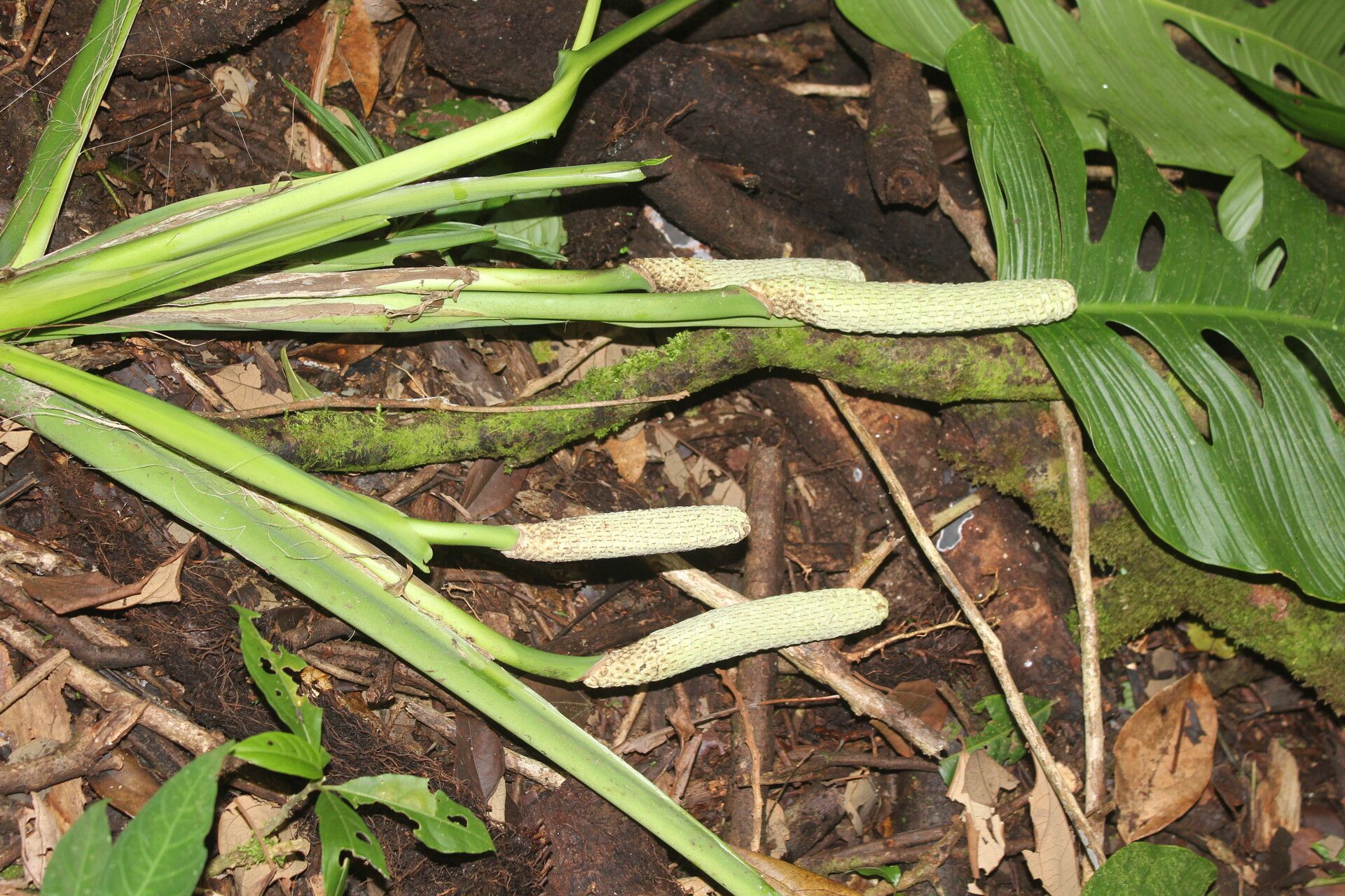 Monstera oreophila habit