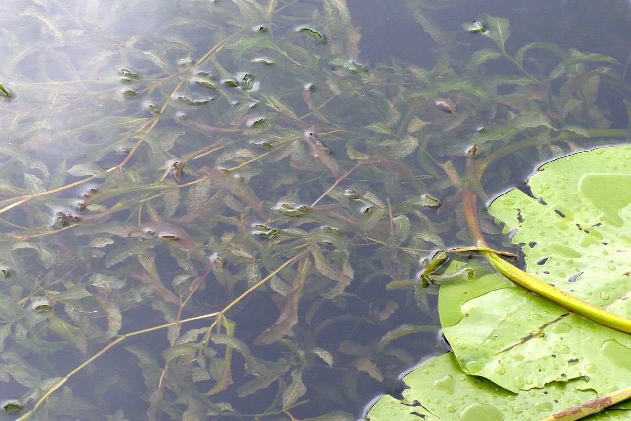 Potamogeton × angustifolius habit