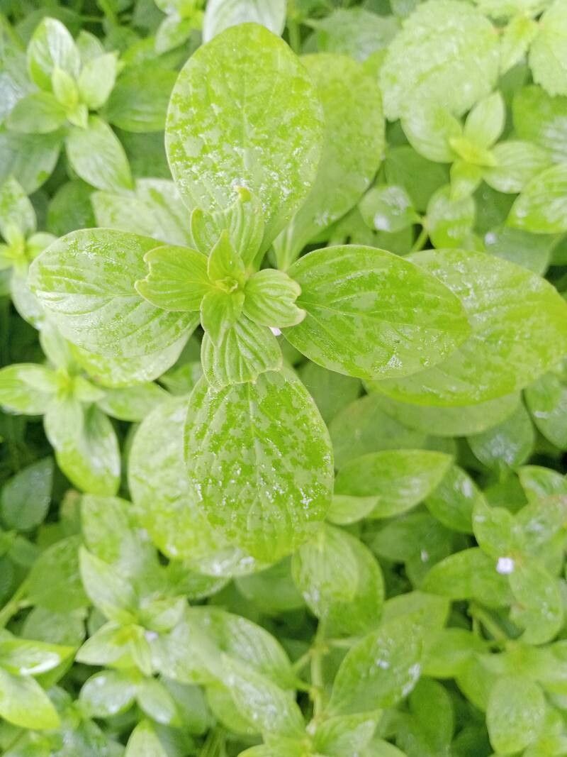 Hexasepalum scandens — houseplant care guide