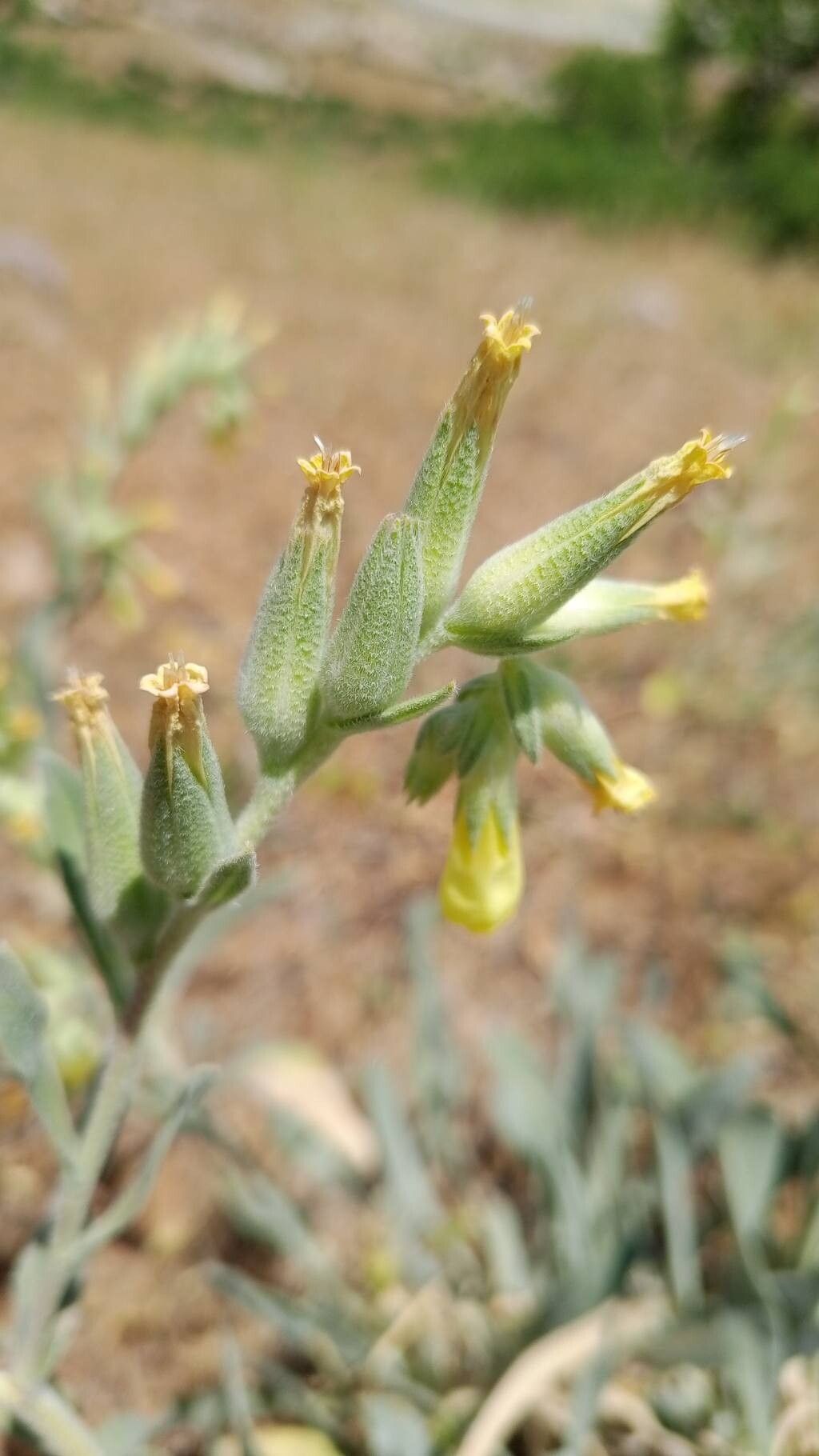 Onosma mollis — houseplant care guide