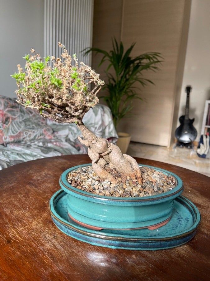 Trichodiadema bulbosum — related species from the same genus