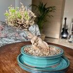 Trichodiadema bulbosum