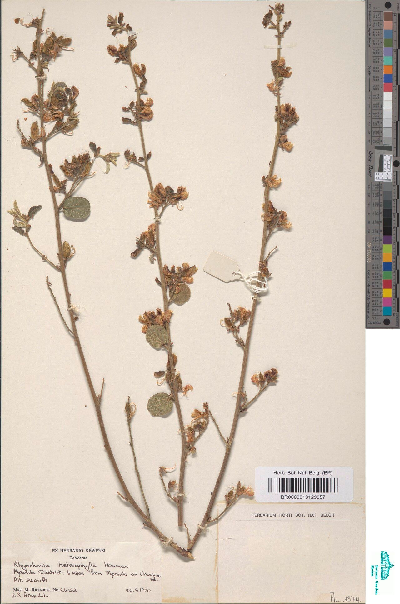 Rhynchosia heterophylla — houseplant care guide