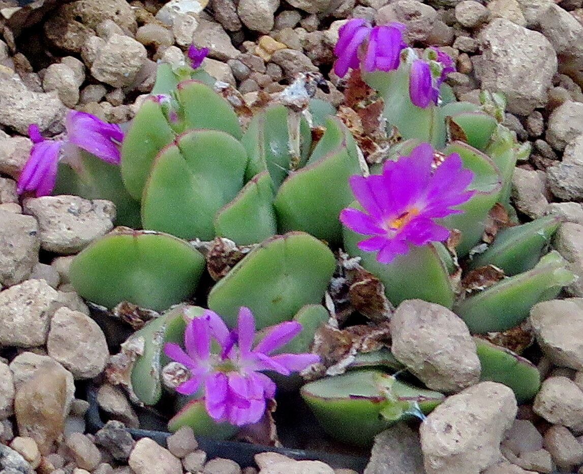 Conophytum hanae — houseplant care guide