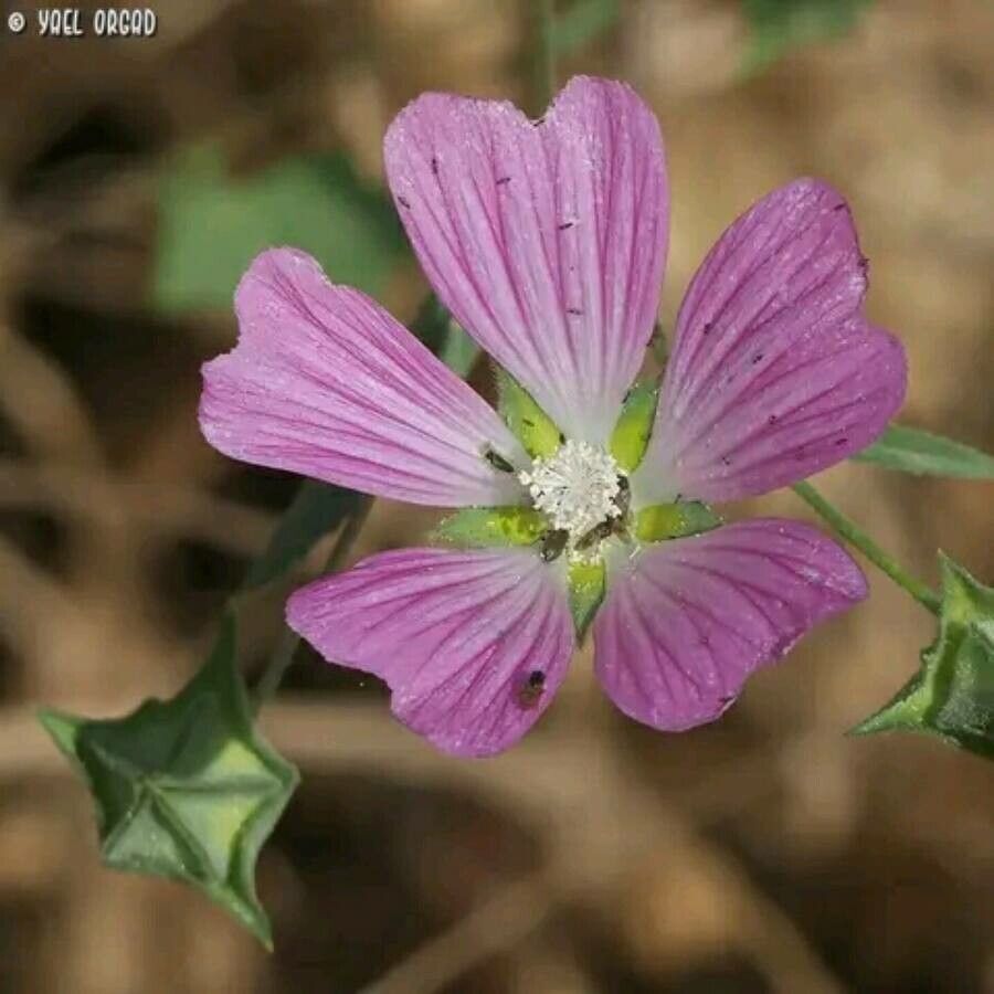 Malva punctata flower