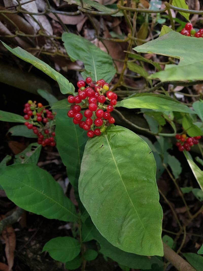 Psychotria tenuifolia — houseplant care guide