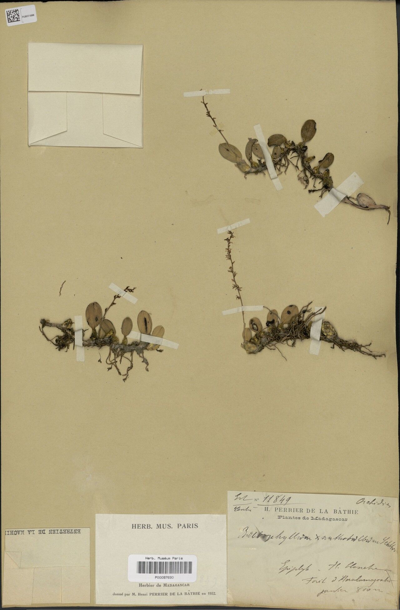 Bulbophyllum xanthobulbum — houseplant care guide