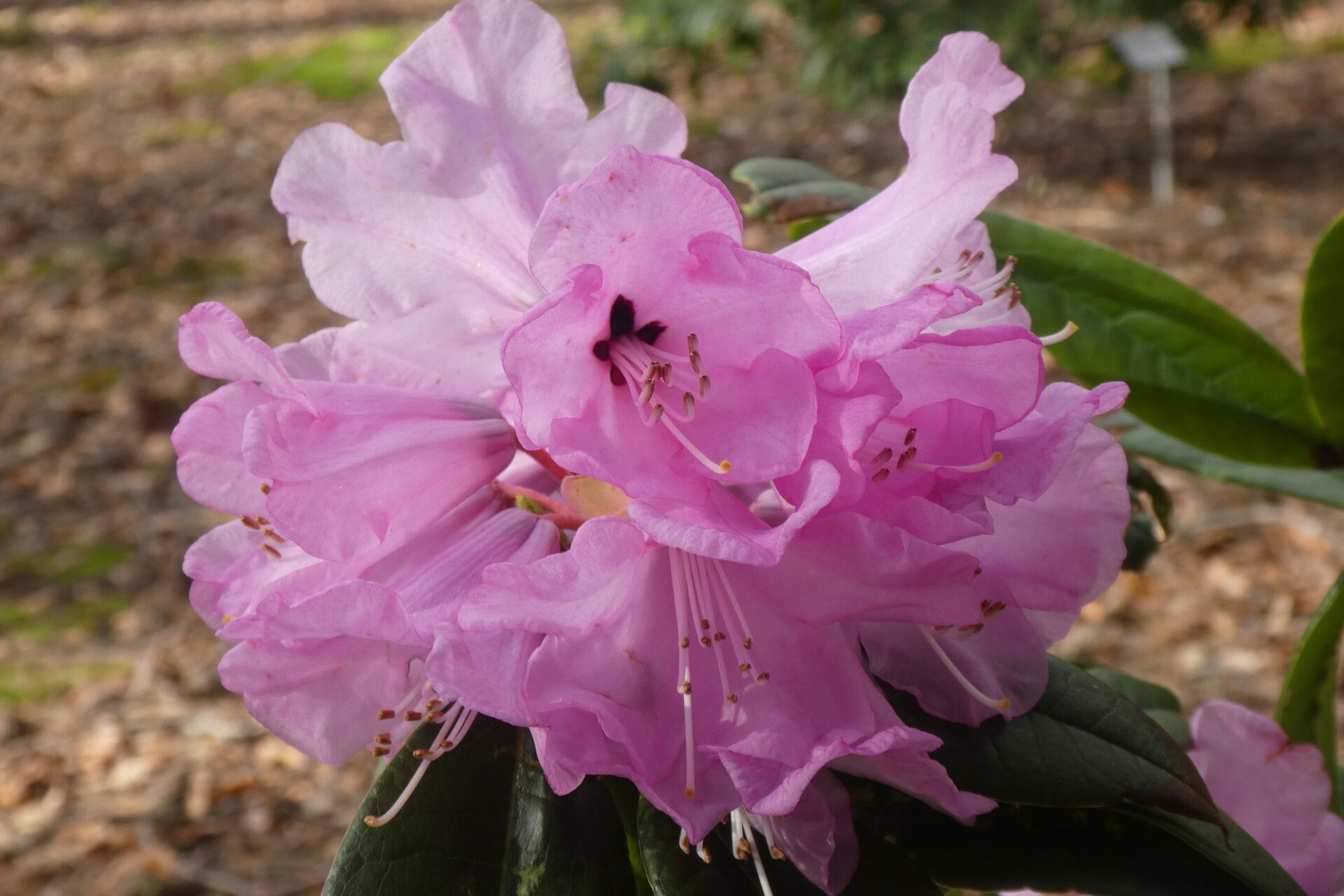 Rhododendron lukiangense flower