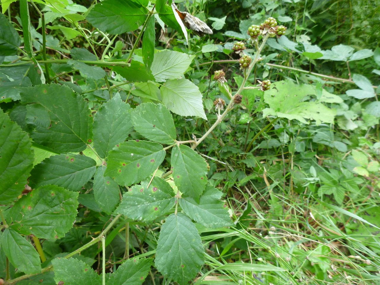 Rubus flaccidus habit