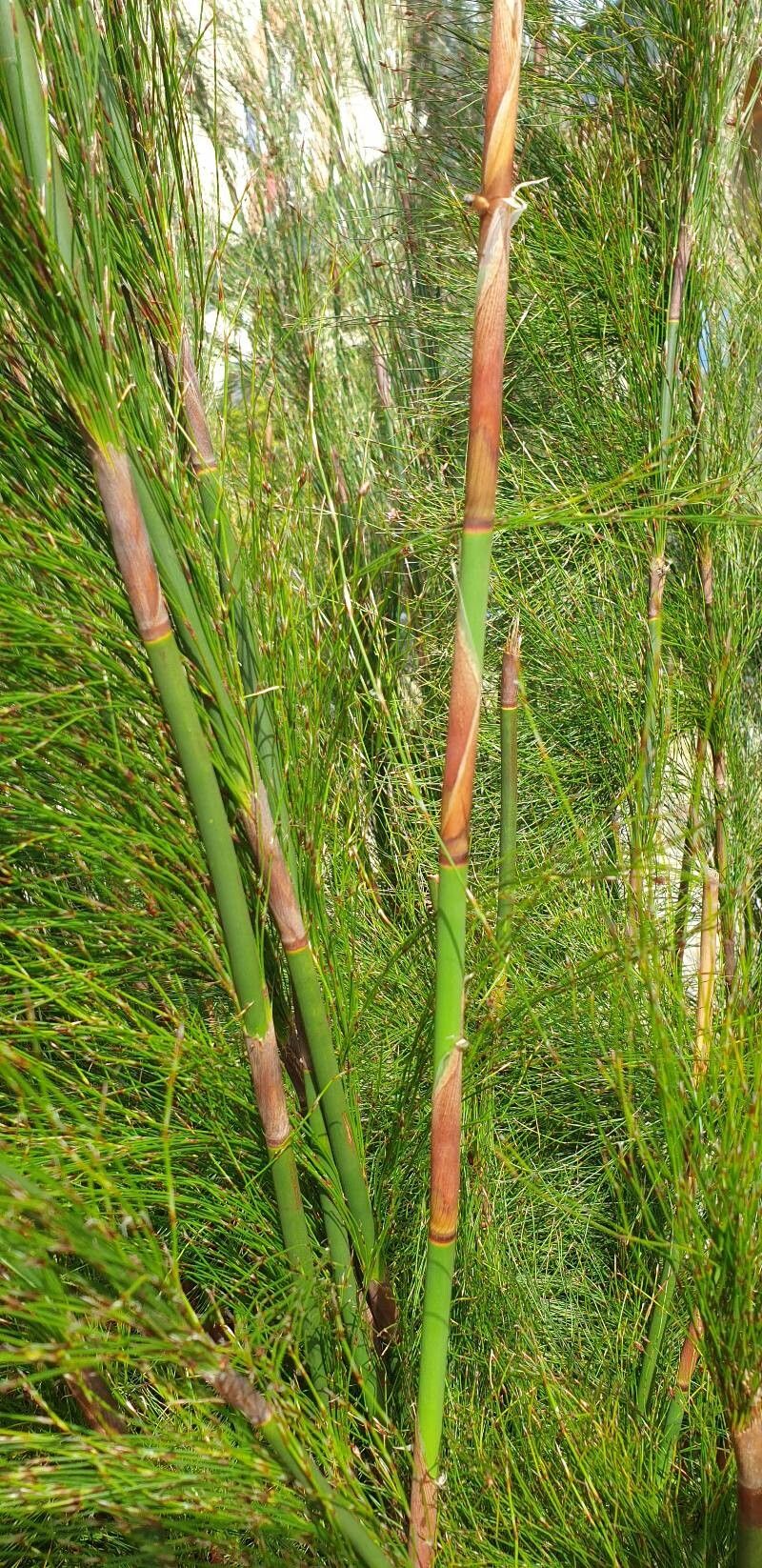 Restio subverticillatus bark