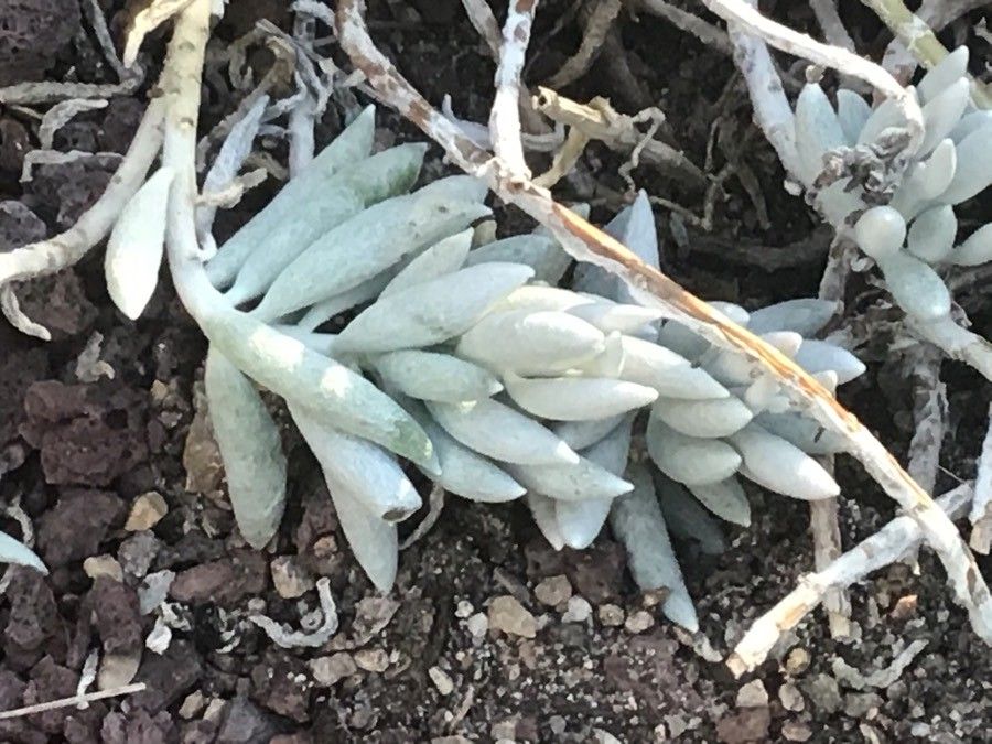 Senecio haworthii — search result for 'Senecio'