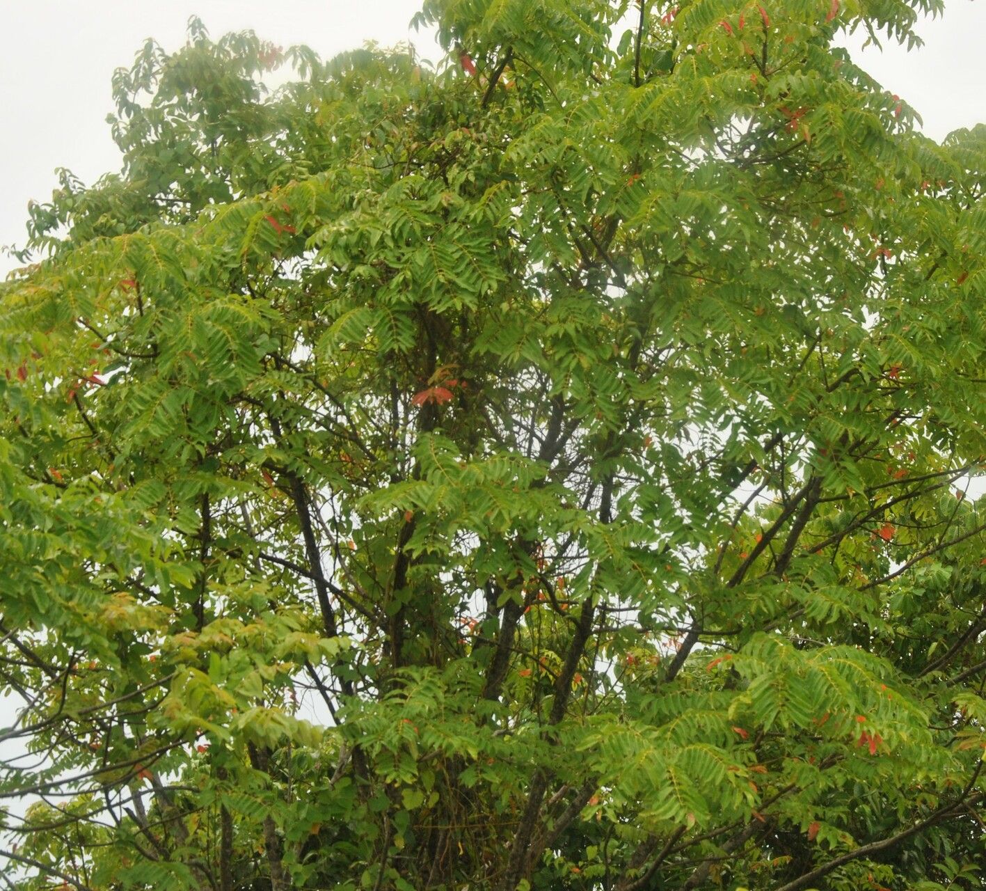 Garuga floribunda other