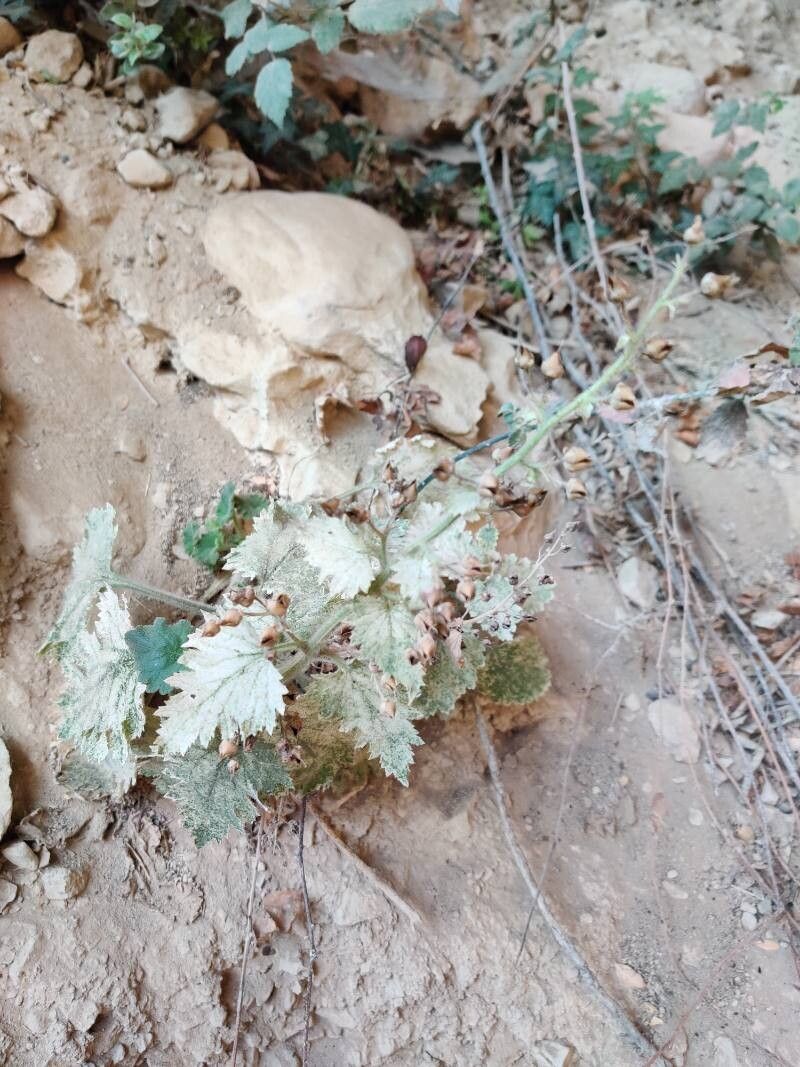 Scrophularia pyrenaica — search result for 'Scrophularia'