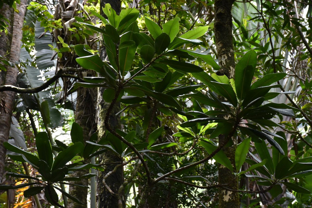 Sideroxylon grandiflorum habit