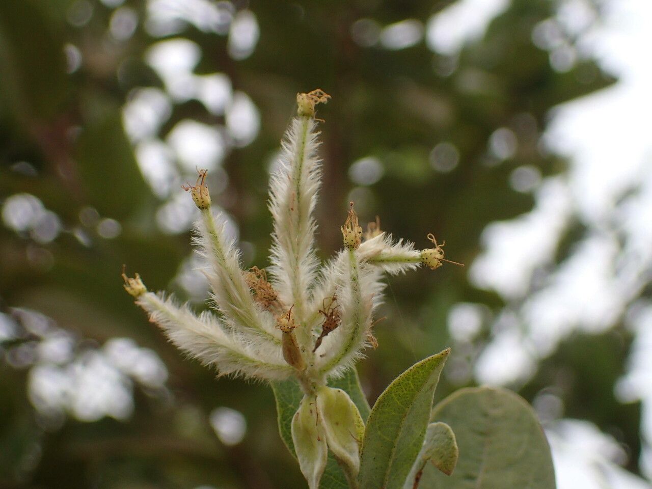 Guiera senegalensis fruit