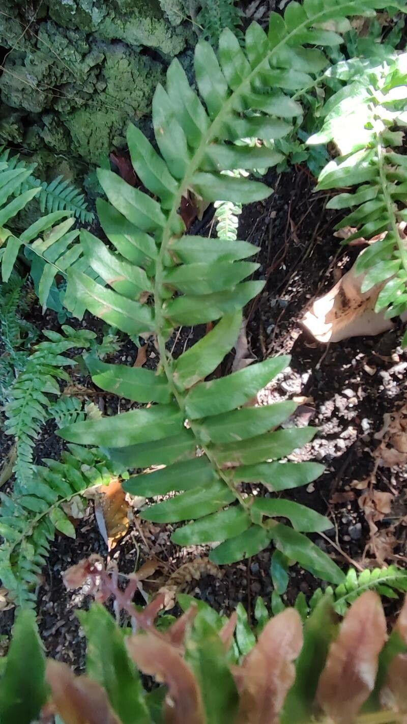 Blechnum auriculatum leaf