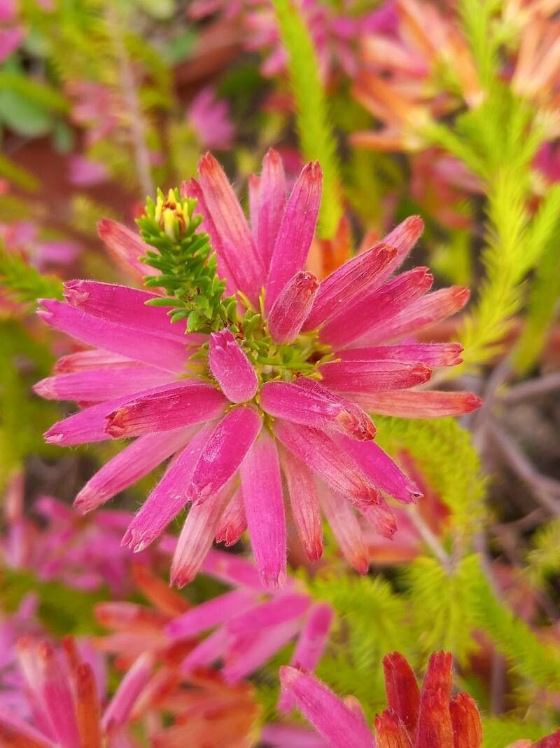 Erica verticillata flower