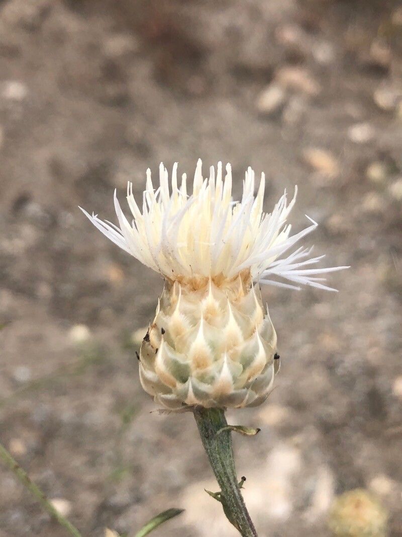 Centaurea alba flower