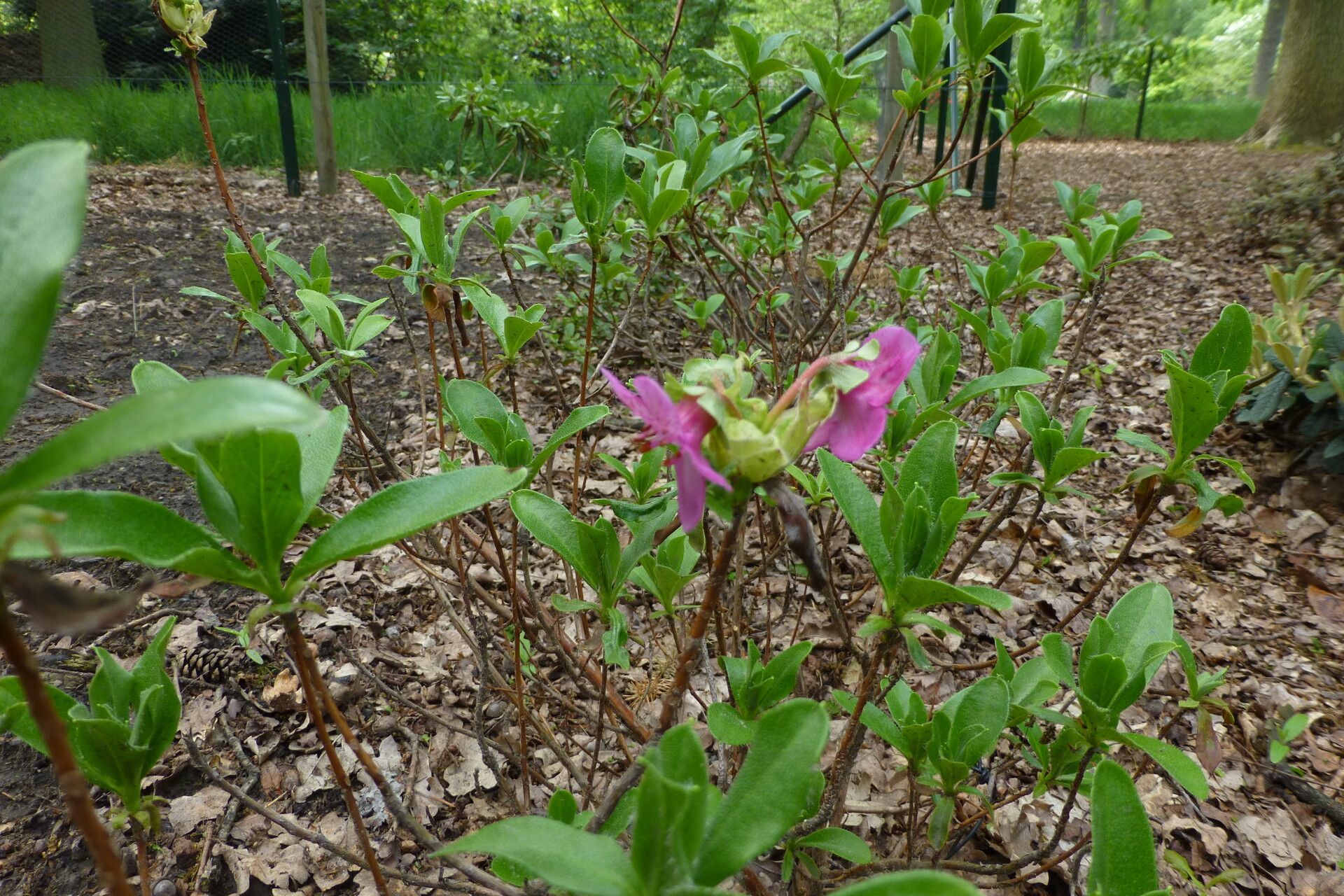 Rhododendron cowanianum — houseplant care guide