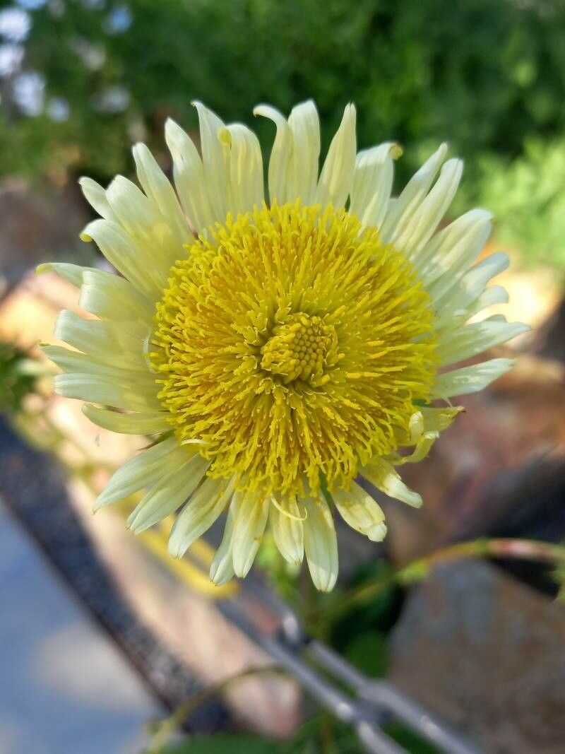 Berkheya radula flower