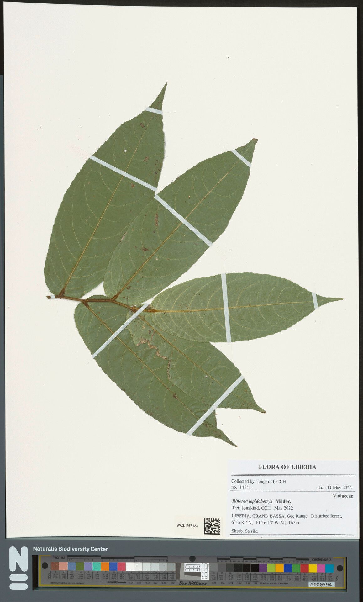 Rinorea lepidobotrys — houseplant care guide