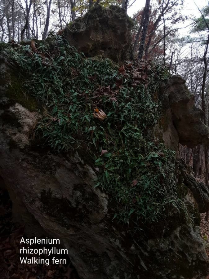 Asplenium rhizophyllum leaf