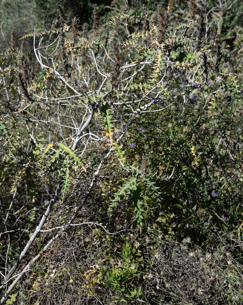 Acanthus arboreus habit