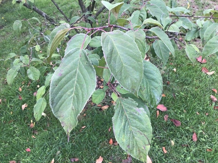 Malus prattii — search result for 'Malus'