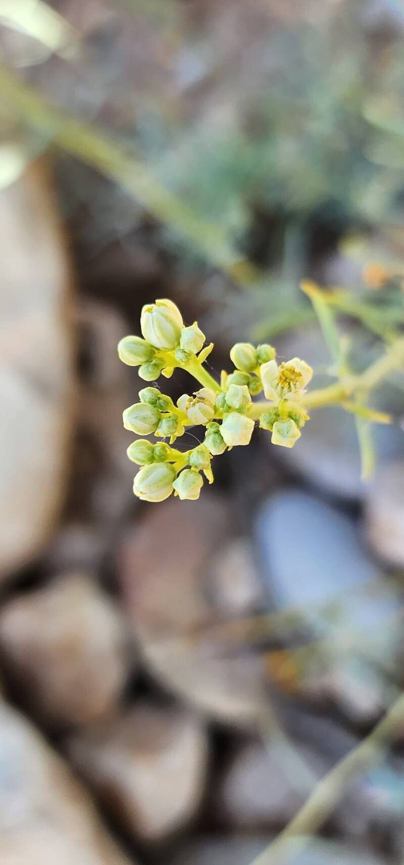 Haplophyllum canaliculatum flower