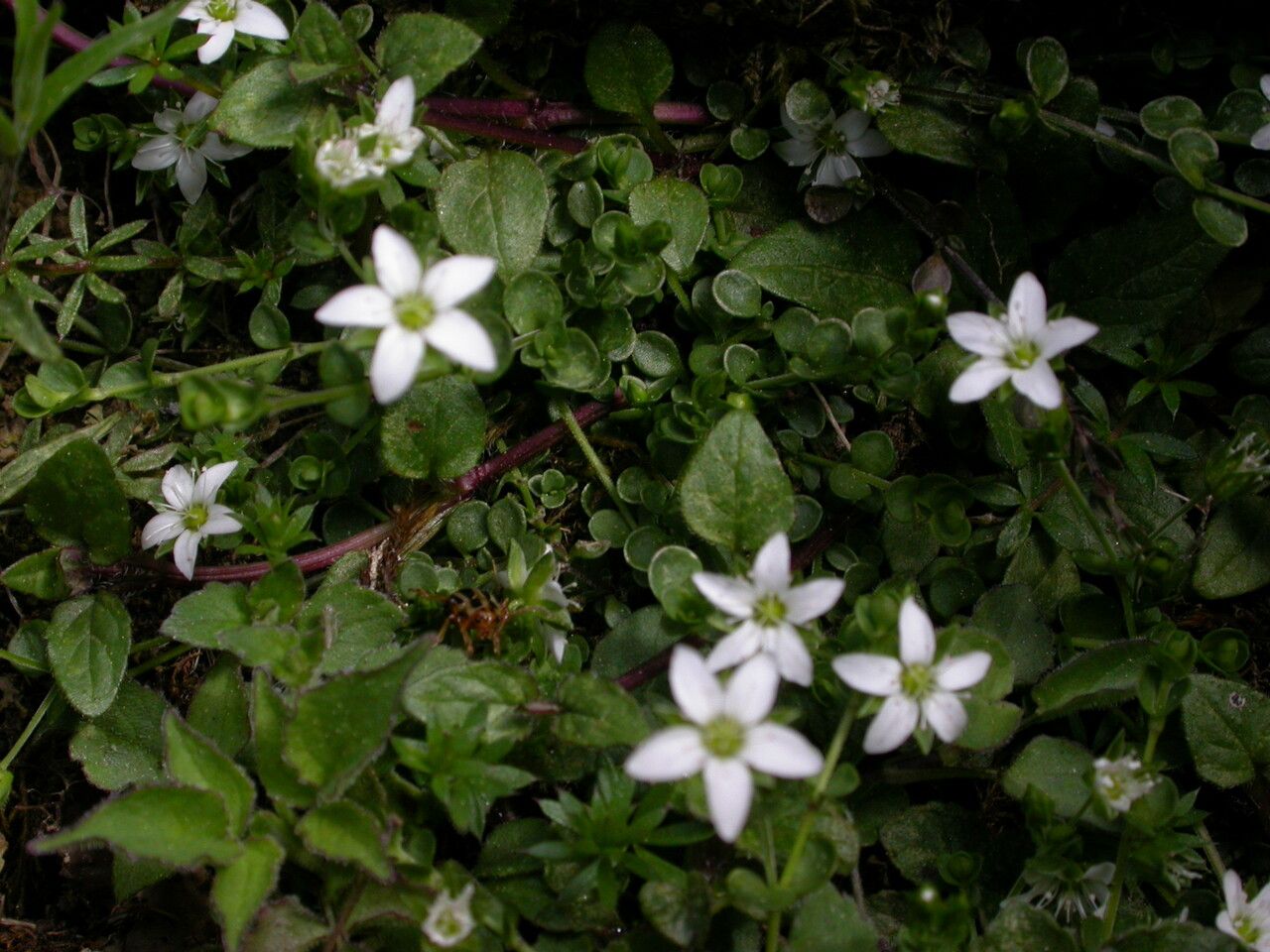 Arenaria orbiculata habit
