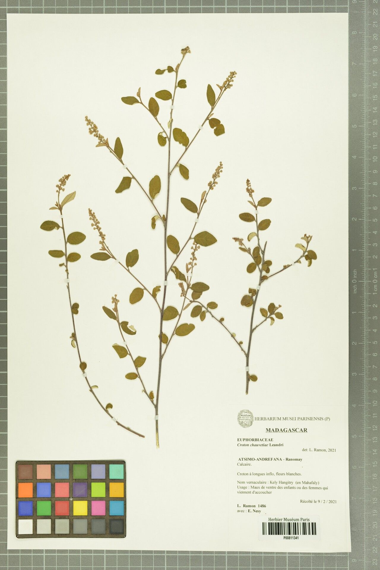 Croton chauvetiae — houseplant care guide