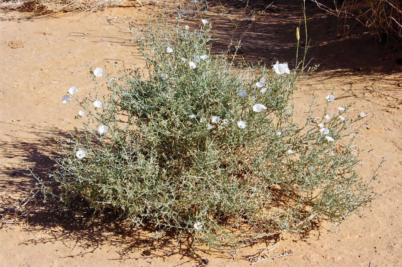 Convolvulus trabutianus habit