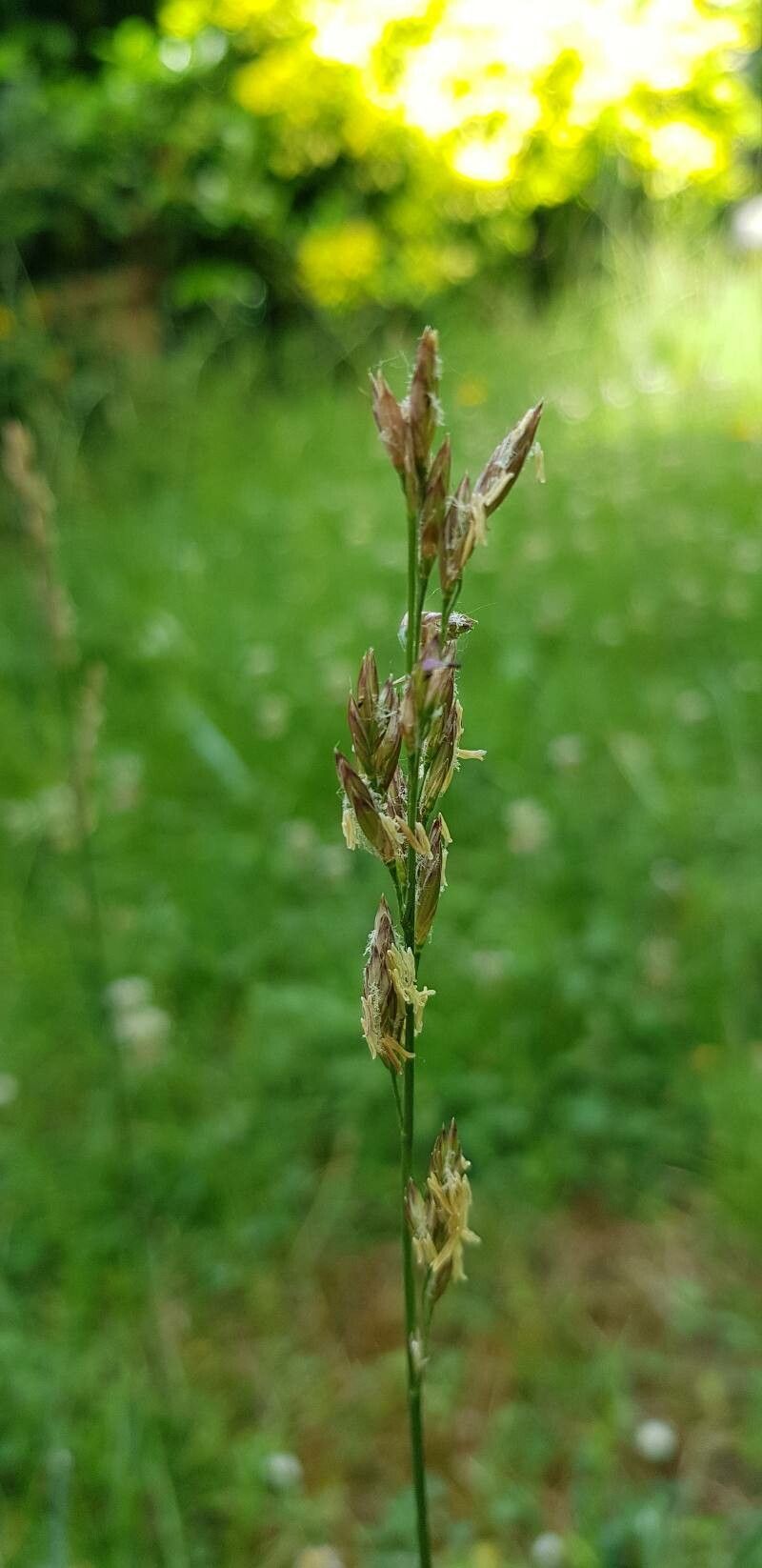 Schedonorus arundinaceus flower