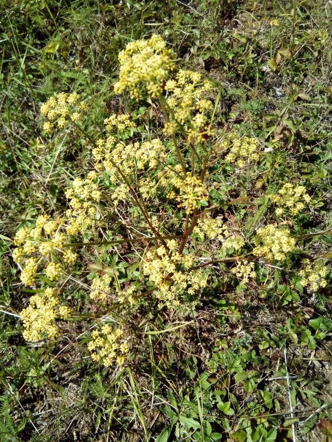 Peucedanum alsaticum flower