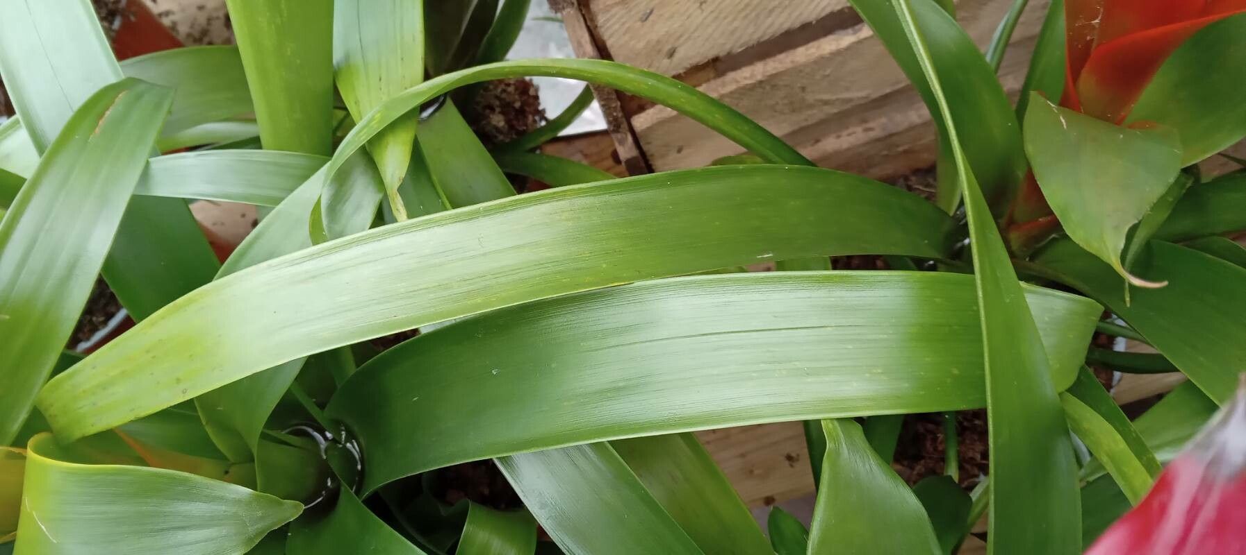 Guzmania spp. — search result for 'Guzmania'