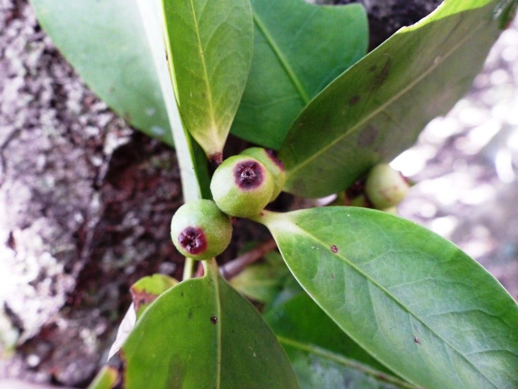 Ixora clarae fruit
