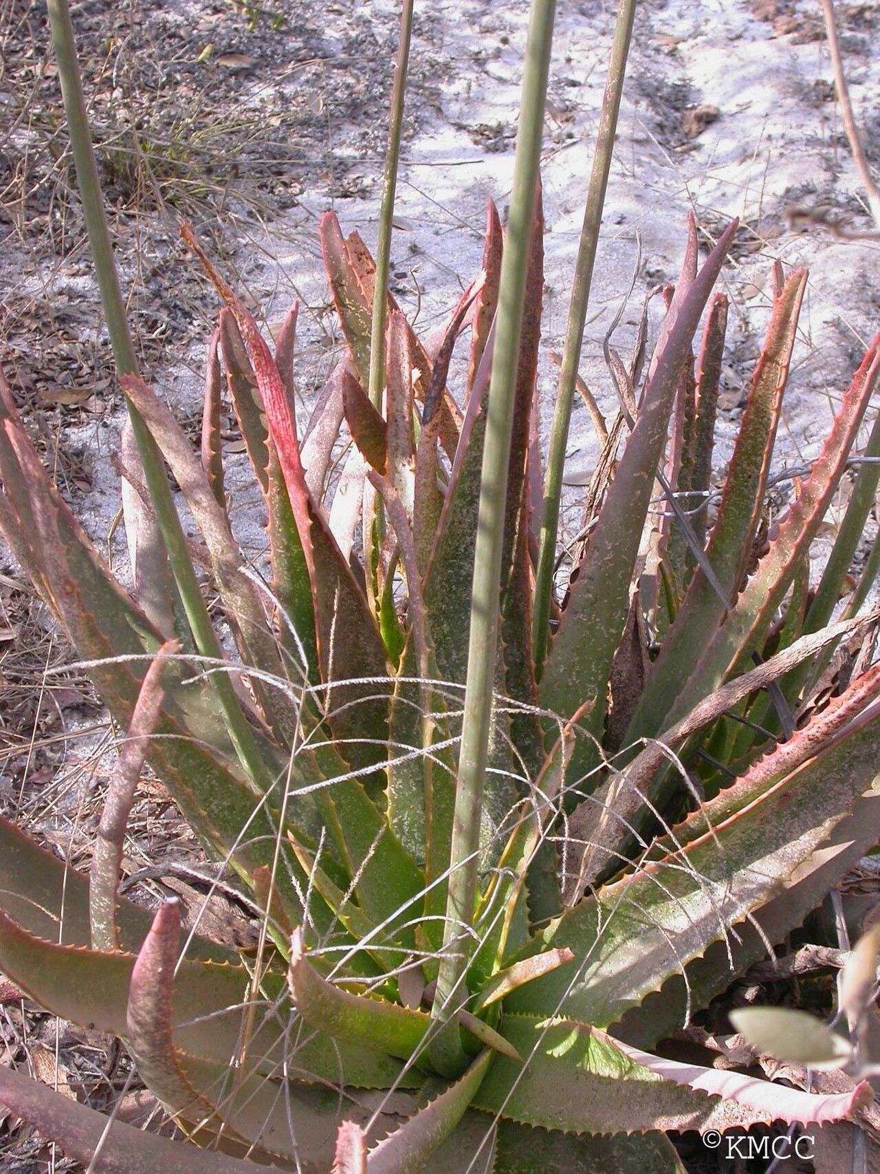 Aloe belitsakensis habit